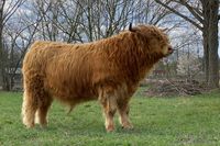 Calum 15th of Gotsgarten, new Stock Bull of Kiebitzmoor, 2 years old