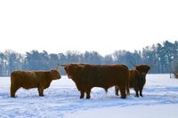 Achadh 22nd of Gotsgarten with Cows