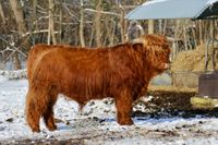 Highland Stock Bull