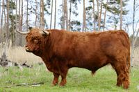 Highland Cattle Zuchtbulle Achadh 22nd of Gotsgarten