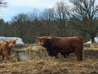 Highland Cattle Stock Bull Achadh 22nd of Gotsgarten